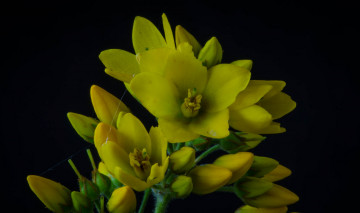 Картинка цветы жёлтые