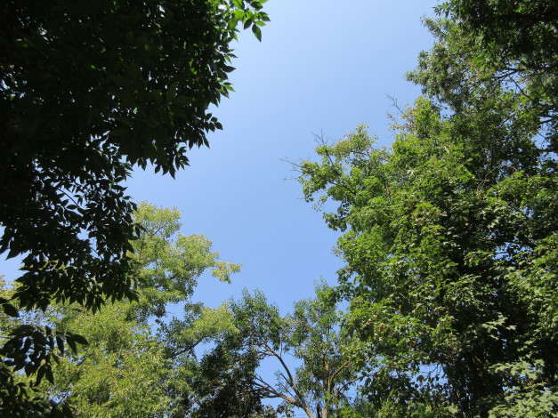 Обои картинки фото природа, деревья, ветки, небо