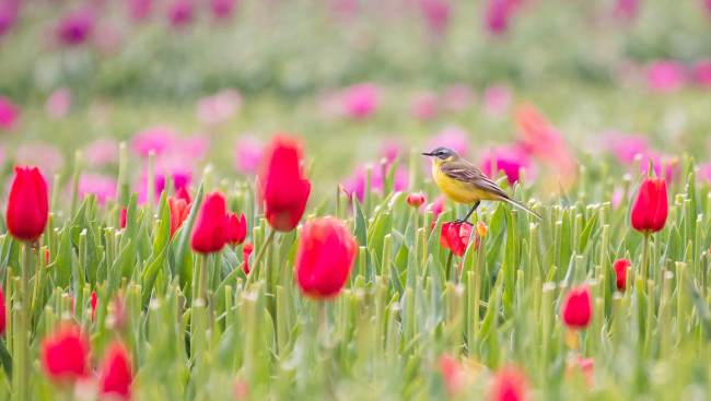 Обои картинки фото животные, птицы, птица, цветы, тюльпаны, поле, природа