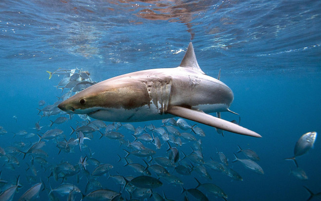 Обои картинки фото животные, акулы, море, акула