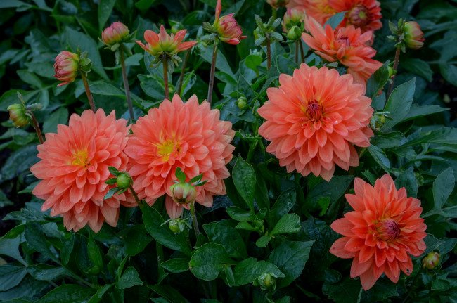 Обои картинки фото цветы, георгины, оранжевые