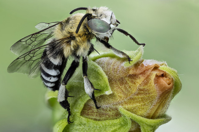 Обои картинки фото животные, пчелы,  осы,  шмели, макро