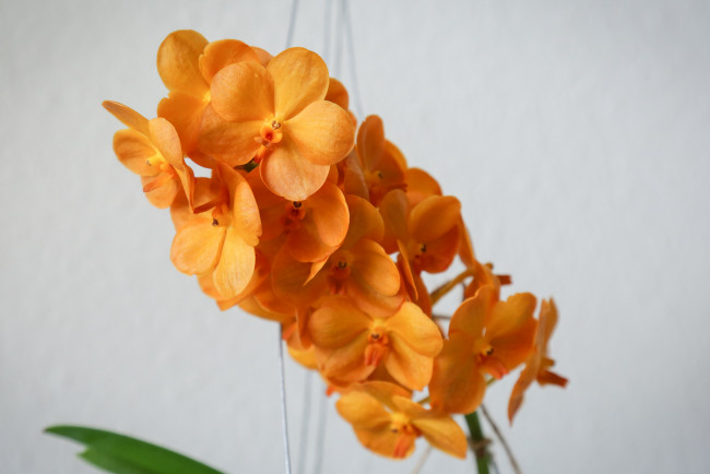 Обои картинки фото цветы, орхидеи, flowering, flowers, orchids, цветение