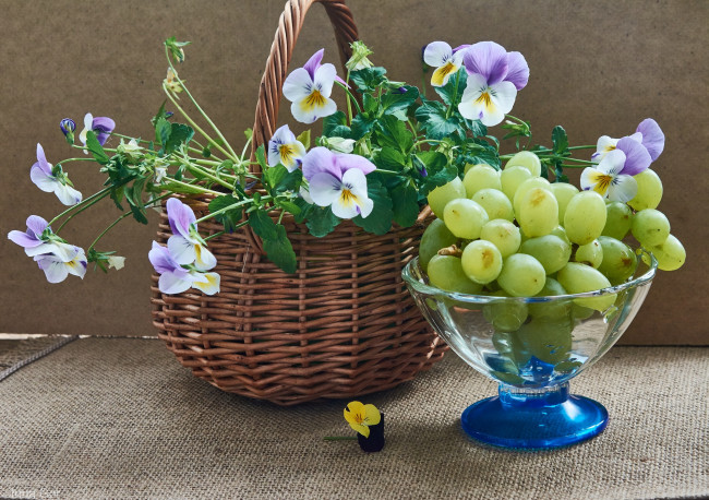 Обои картинки фото еда, виноград, фрукты, натюрморт, цветы, корзинка, виола