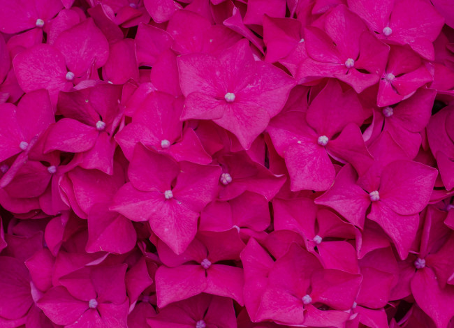 Обои картинки фото цветы, гортензия, розовые