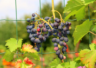 Картинка природа Ягоды +виноград грозди