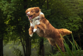 Картинка животные собаки прыжок друг собака