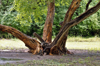 Картинка природа деревья дерево старое