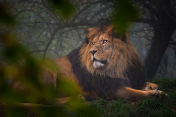 Картинка животные львы лежит фон поза лев взгляд