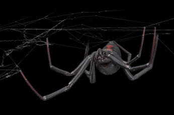 Картинка животные пауки паук паутина фон