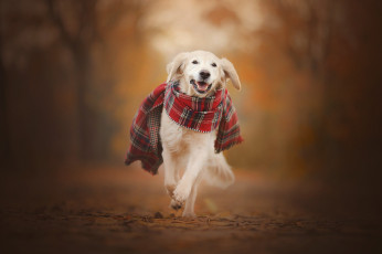 Картинка животные собаки осень золотистый ретривер собака шарф прогулка боке голден