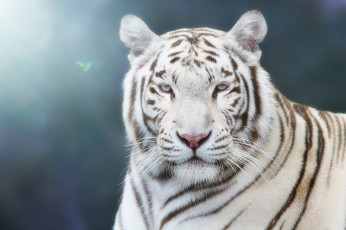 Картинка животные тигры боке размытый голубой голубоглазый красавец портрет фон тигр свет морда белый взгляд