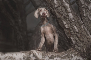 Картинка животные собаки щенок цепь лапы темный фон поза природа морда взгляд веймаранер стойка симпатяга стоит кора ствол серая ветка собака дерево серый