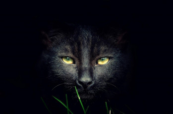 Картинка животные коты трава темнота черный кот