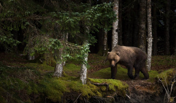 Картинка животные медведи бурый прогулка красота мох стволы поза темный фон природа взгляд лето лес ветки морда деревья идет хвоя мишка медведь