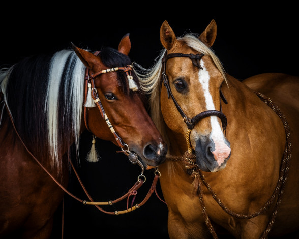 Обои картинки фото животные, лошади, грива, кони