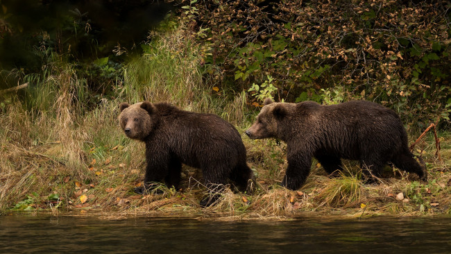 Обои картинки фото животные, медведи, листва, осень, водоем, два, мишки, прогулка, парочка, пара, река, взгляд, трава, медведя, бурые, берег