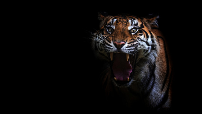 Обои картинки фото животные, тигры, рык, недовольный, черный, фон, угроза, пасть, клыки, зубы, портрет, тигр, морда, злой, взгляд, агрессия, дикая, кошка, язык, глаза, рычит