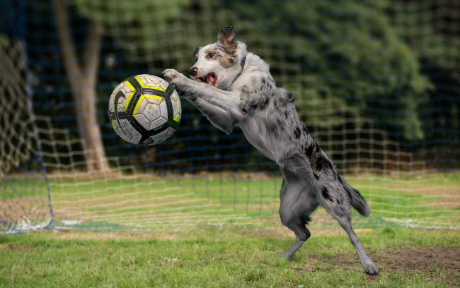 Обои картинки фото животные, собаки, мяч, собака, игра, футбол