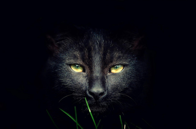 Обои картинки фото животные, коты, трава, темнота, черный, кот
