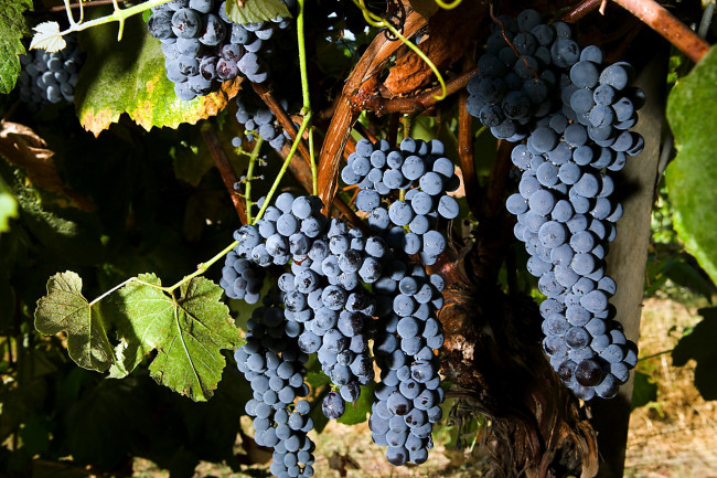 Обои картинки фото природа, Ягоды,  виноград, грозди