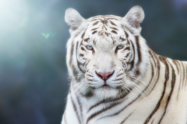 Обои картинки фото животные, тигры, боке, размытый, голубой, голубоглазый, красавец, портрет, фон, тигр, свет, морда, белый, взгляд