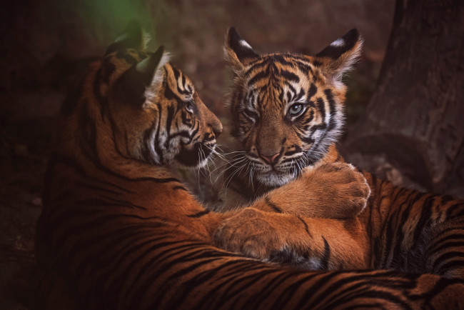 Обои картинки фото животные, тигры, тигрята, два, тигренка, друзья, тигрёнок, парочка, лежат, тигренок, детеныши, дикие, кошки, котята, пара, лапы, портрет, дерево, отдых, темный, фон, поза, тигр, взгляд, морда, природа