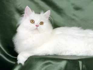 обоя blanche, white, persian, животные, коты