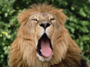 обоя sleepy, lion, животные, львы