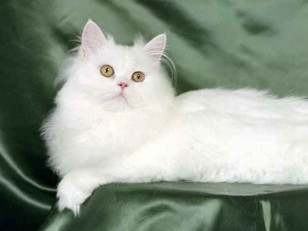 Обои картинки фото blanche, white, persian, животные, коты