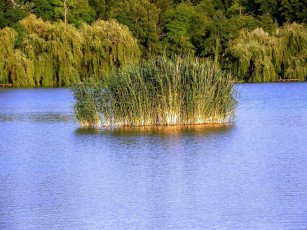 Картинка природа реки озера камыш деревья вода