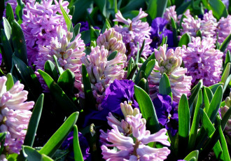 Картинка цветы разные вместе гиацинты сиреневый фиолетовый много виола