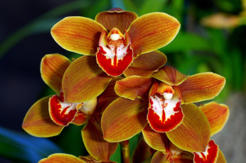 Картинка цветы орхидеи коричневый горчичный