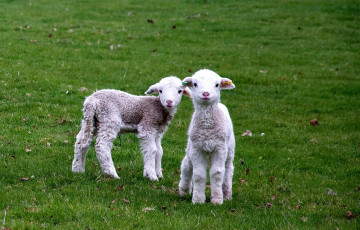 Картинка животные овцы бараны кудрявый малыши трава