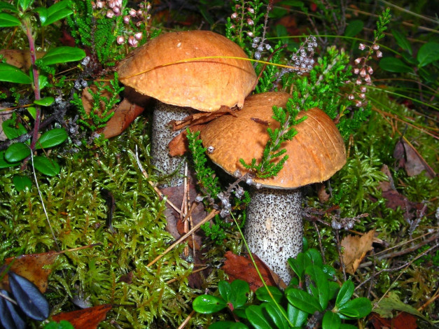 Обои картинки фото природа, грибы, мох, подосиновики