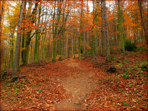 Обои картинки фото природа, лес, осень, листья