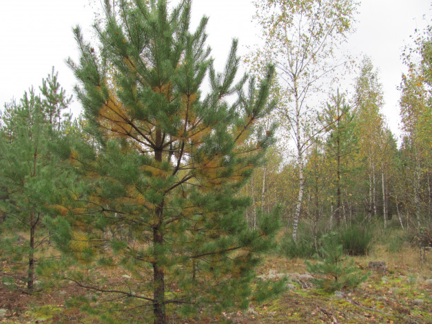 Обои картинки фото природа, лес, сосны, осень, березки