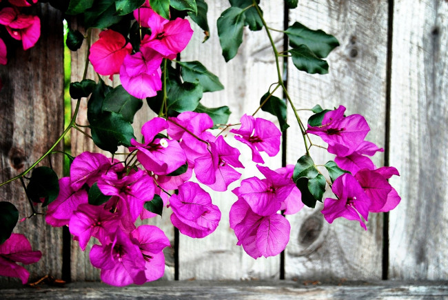 Обои картинки фото бугенвиллея, цветы, розовый, экзотика, яркий