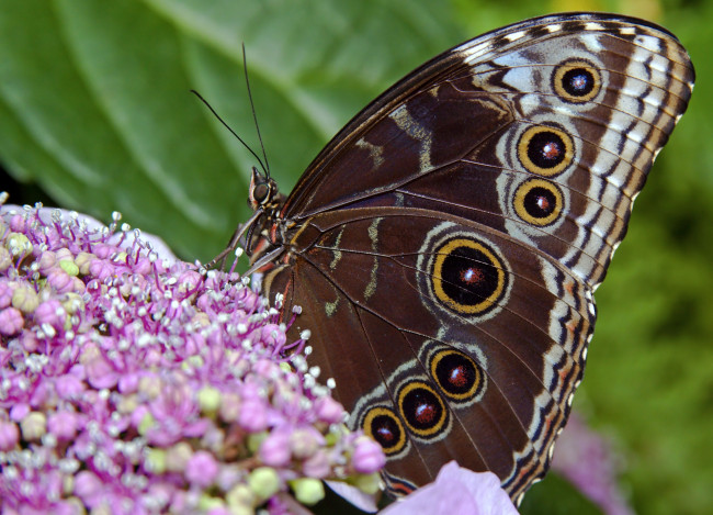 Обои картинки фото животные, бабочки, цветы, крылья