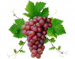 Картинка еда виноград гроздь листья