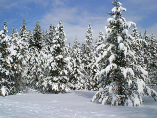 обоя природа, зима, ели, снег