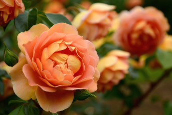 Картинка цветы розы оранжевый лепестки