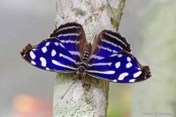 Картинка животные бабочки крылья пестрый