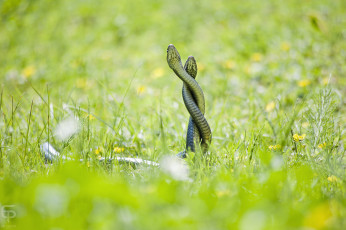 Картинка животные змеи питоны кобры трава любовь