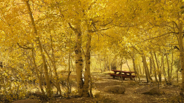 Картинка autumnлес листва гриб природа лес скамейка осень березы