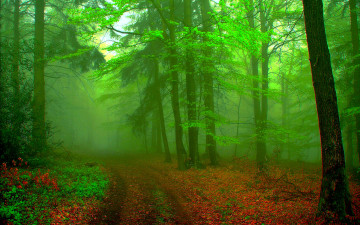 обоя misty, morning, природа, дороги, дорога, туман, лес, утро