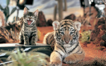 Картинка животные разные вместе котёнок дружба тигрёнок
