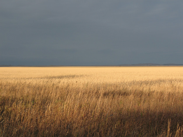 Обои картинки фото край, природа, поля, даль, степь, пшеница, поле, зеренда, осень, лето, горизонт, бескрайний, простор, брещук