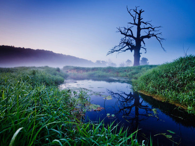 Обои картинки фото природа, реки, озера, небо, лес, река, дерево, осока, туман