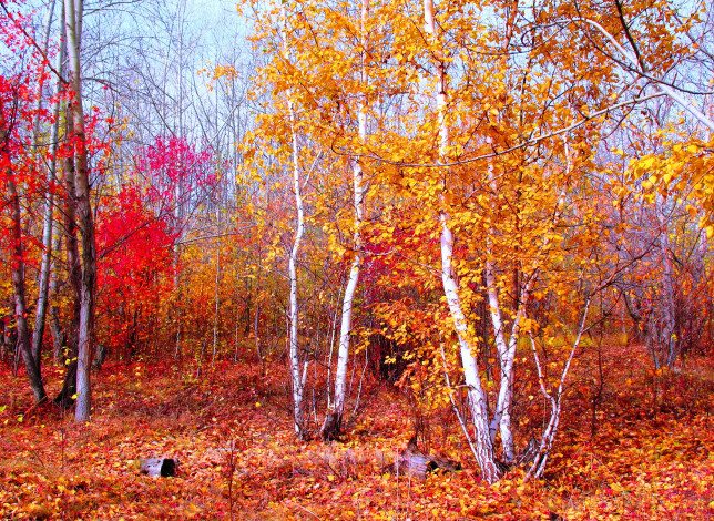 Обои картинки фото багрец, золото, природа, деревья, пейзаж, красный, осень, лес